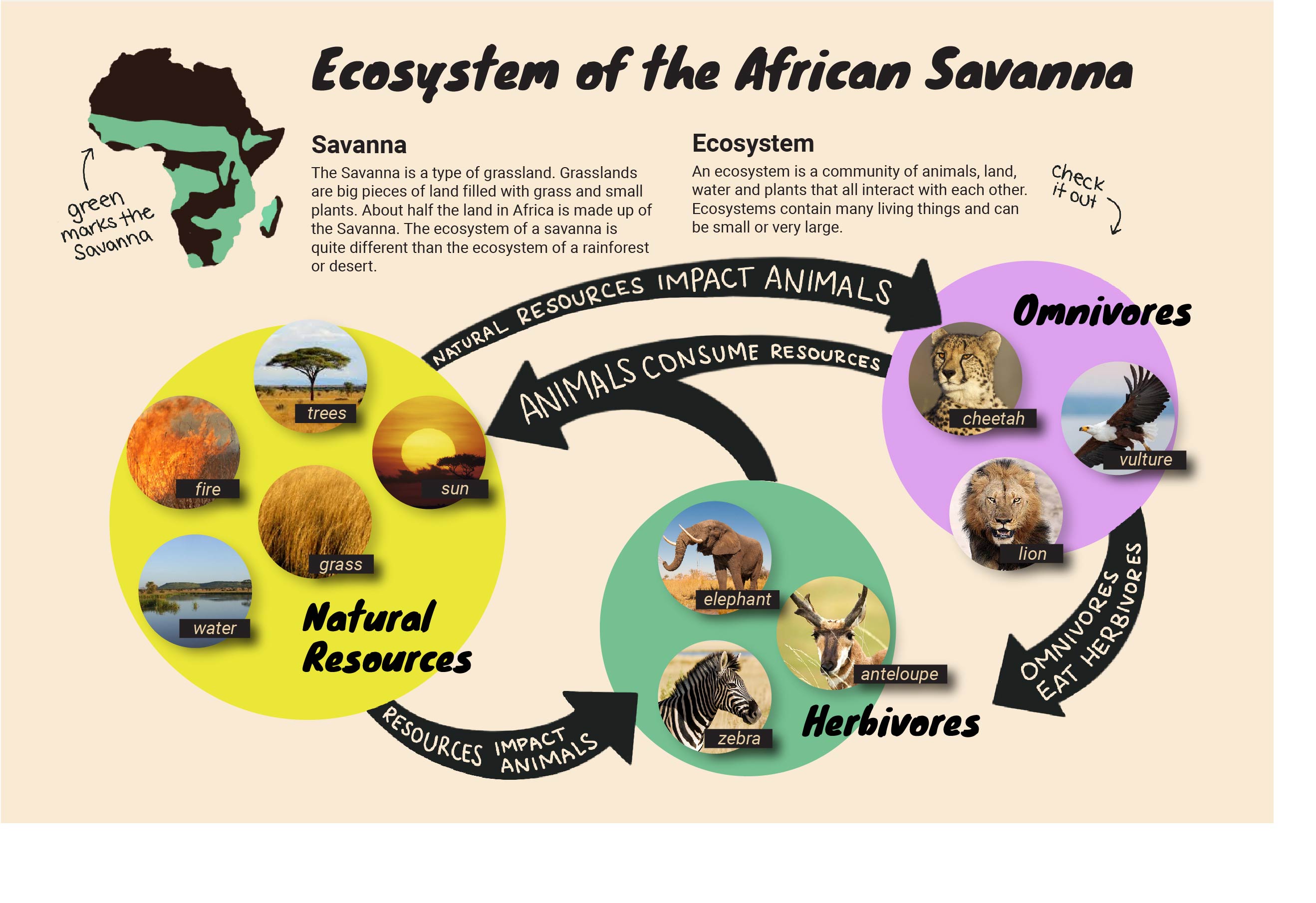 Savanna Network Illustration